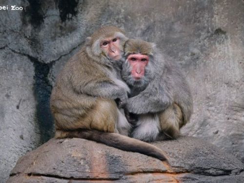 寒流來了也不怕！臺北動物園暖心禦寒大作戰，動物們各自迎接最舒服的冬天